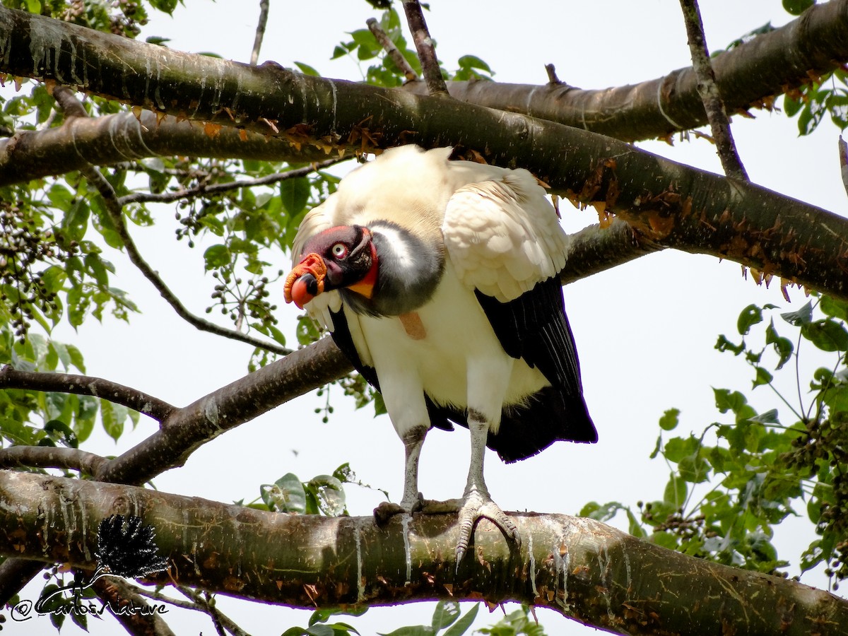 King Vulture - ML172515181