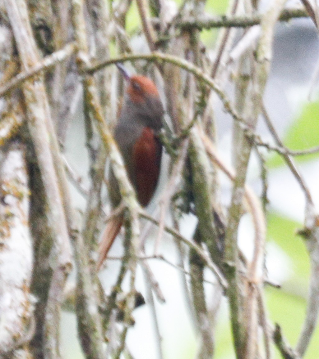 Red-faced Spinetail - ML172516721
