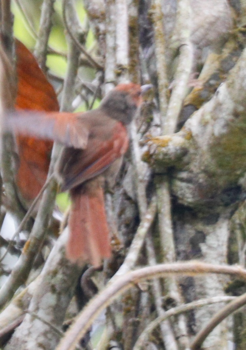 Red-faced Spinetail - ML172516881
