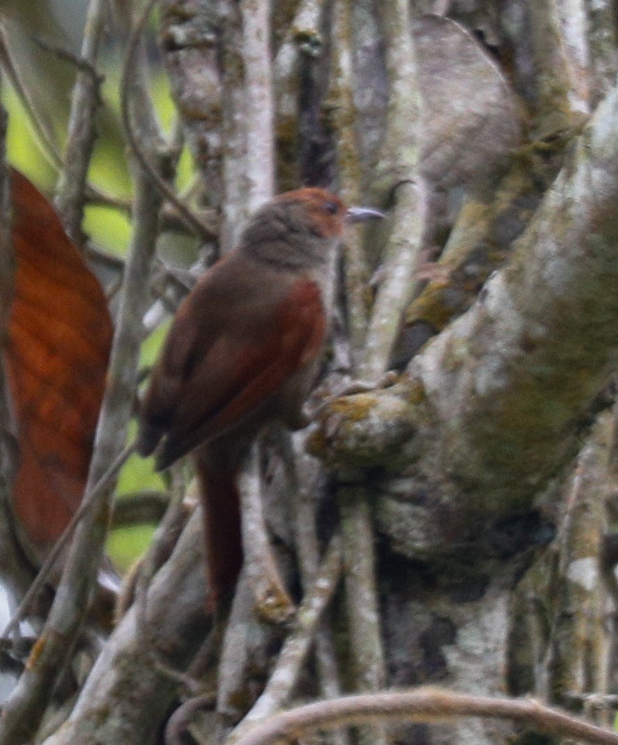 Red-faced Spinetail - ML172516981