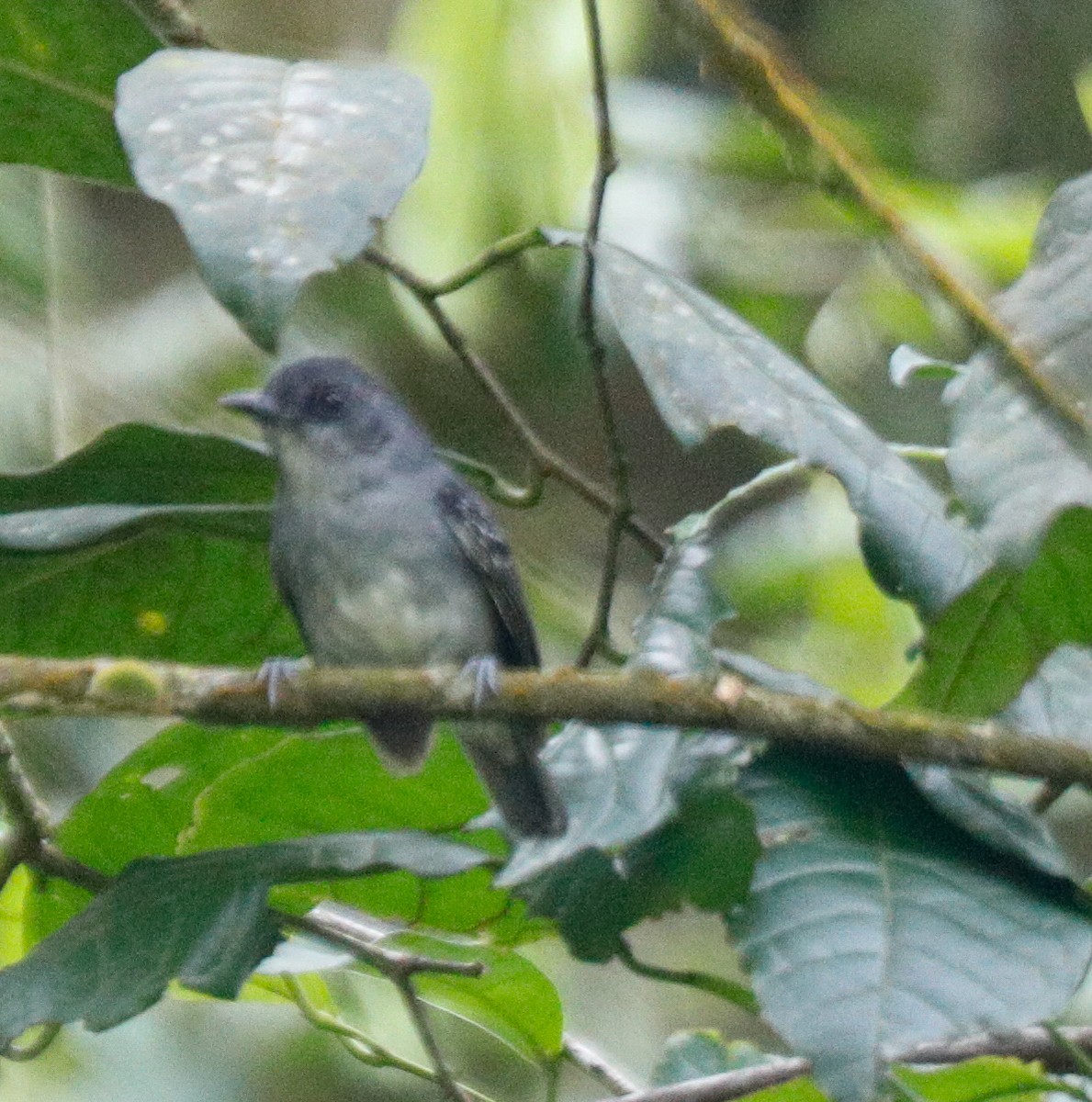 Plain Antvireo - ML172517241