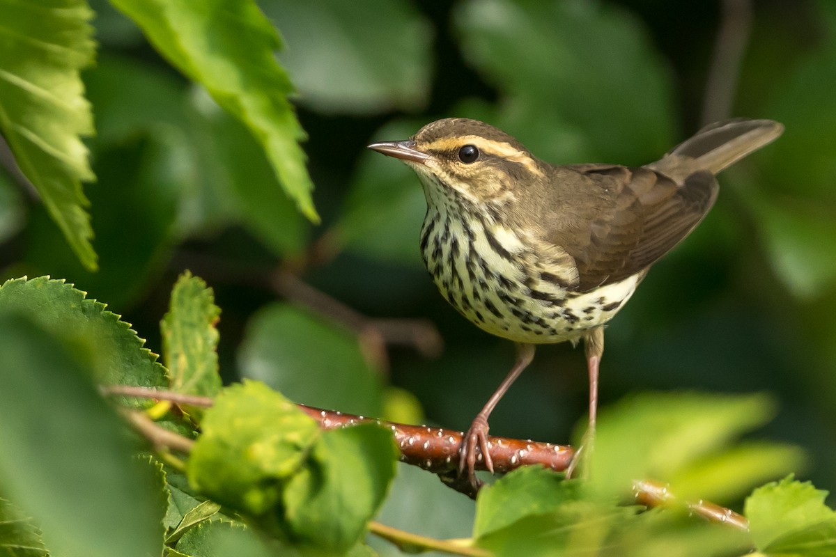 Northern Waterthrush - ML172518571