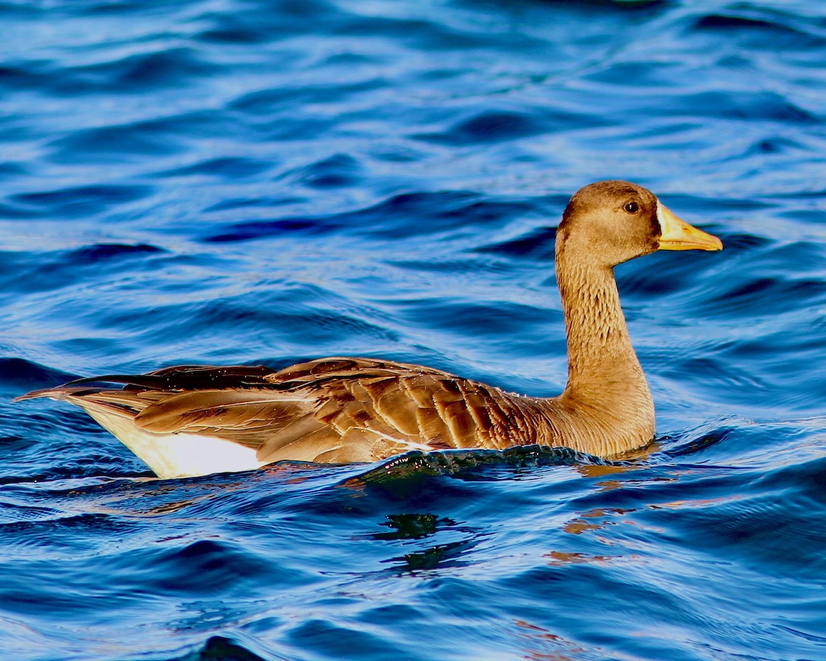 Greater White-fronted Goose - ML172521531