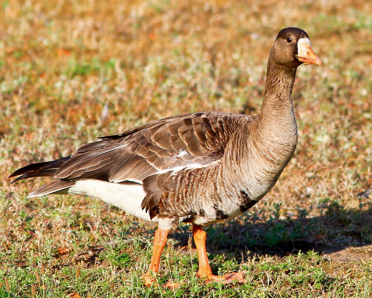 Greater White-fronted Goose - ML172521541