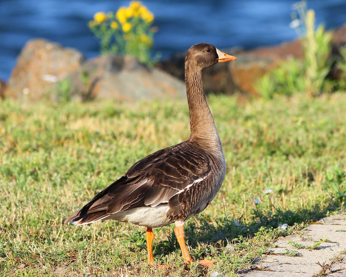 Greater White-fronted Goose - ML172521551