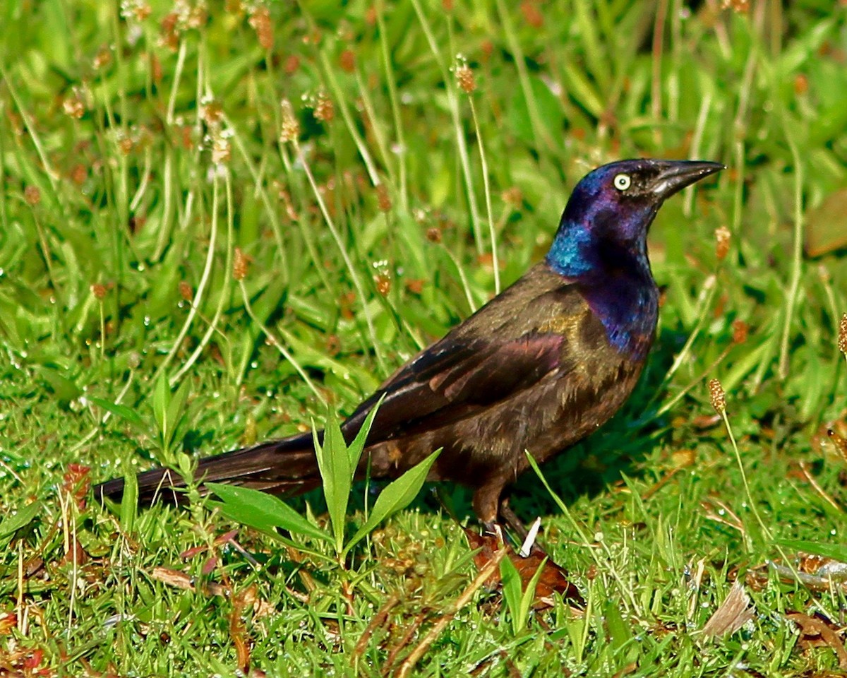 Common Grackle - ML172521761