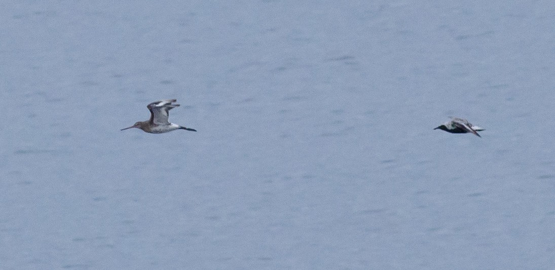 Black-tailed Godwit - ML172523231