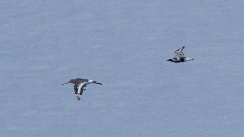 Black-tailed Godwit - ML172523291