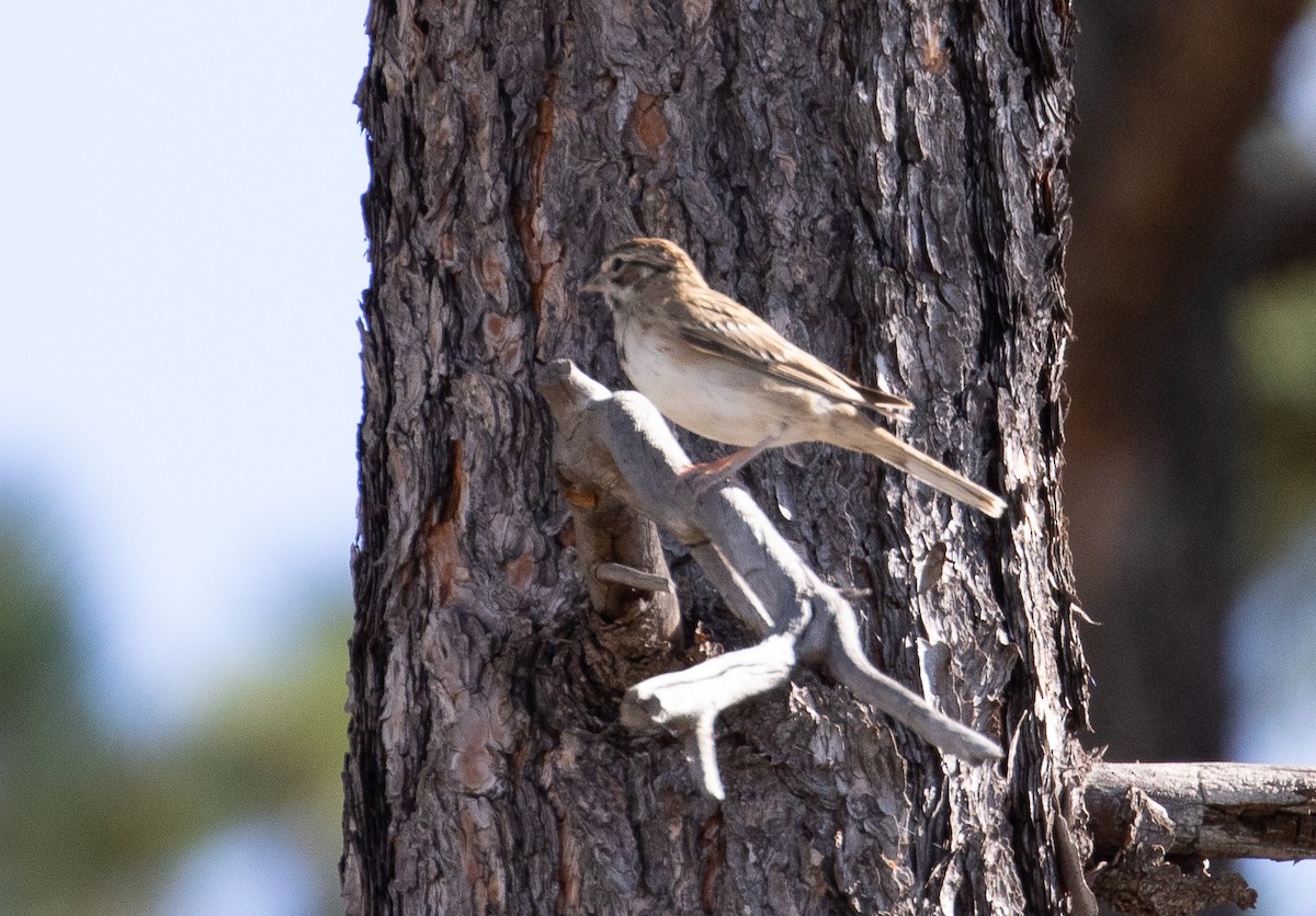 Lark Sparrow - Marty Herde