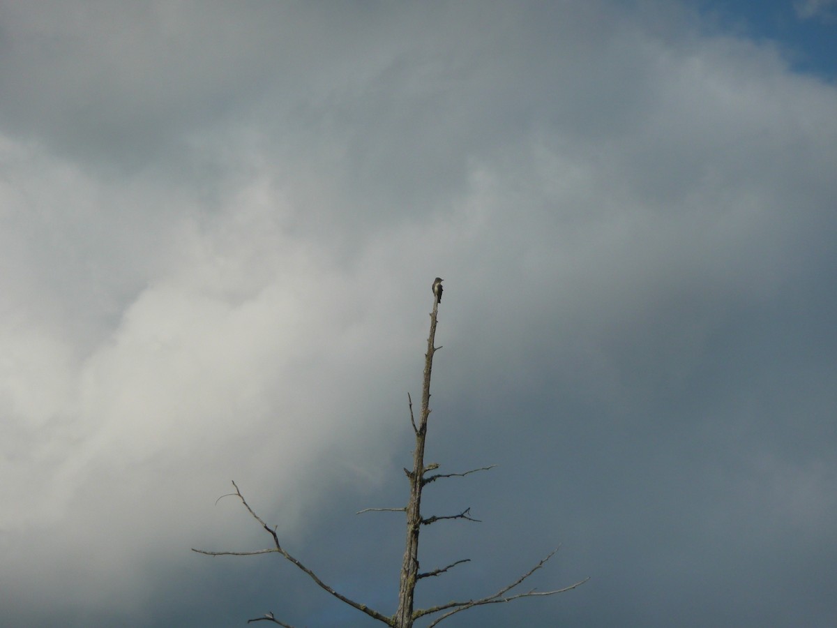 Olive-sided Flycatcher - ML172525551