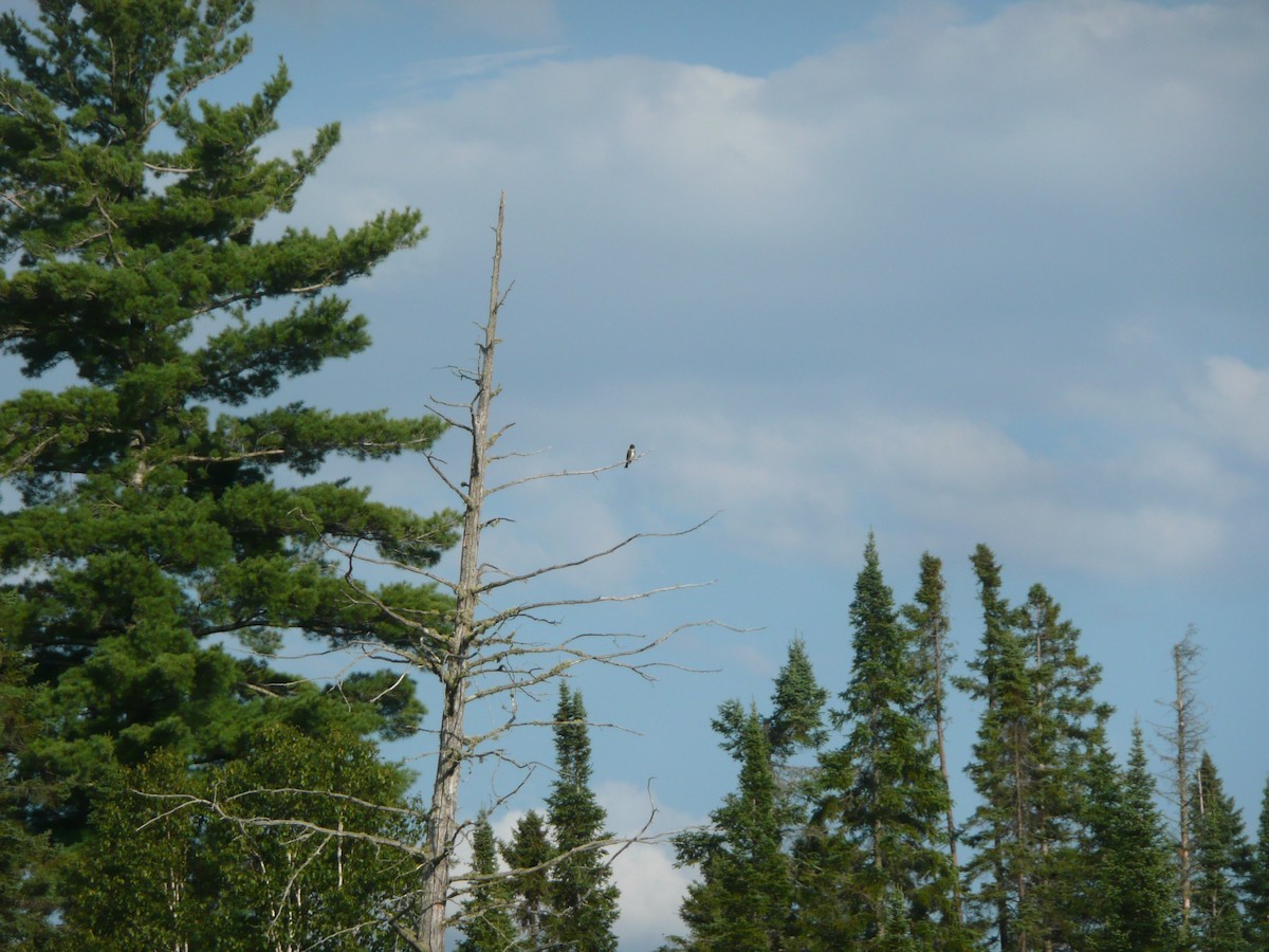 Olive-sided Flycatcher - ML172525561