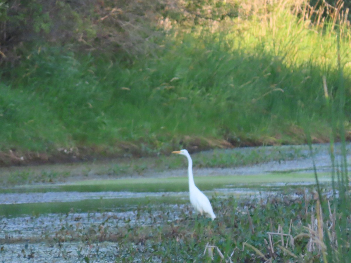 Silberreiher - ML172526461