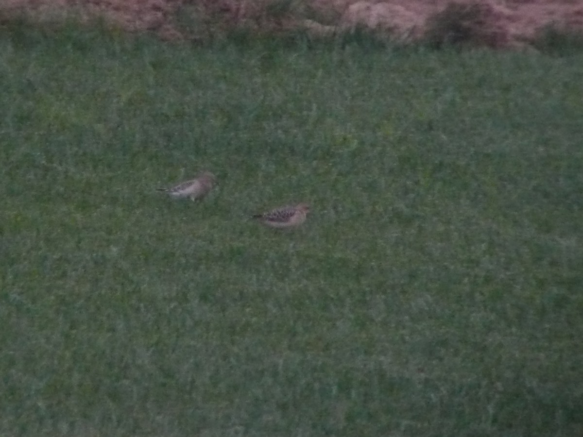 Buff-breasted Sandpiper - ML172526891