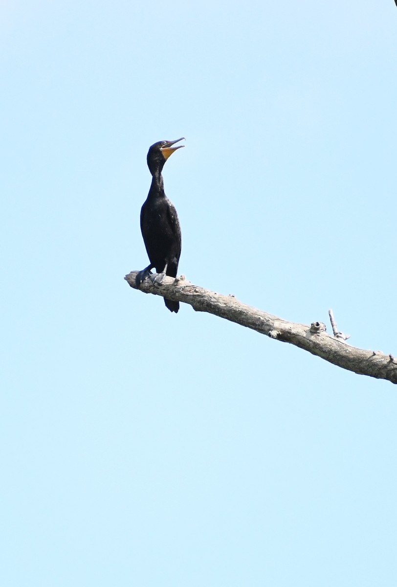 Double-crested Cormorant - Edward Clark