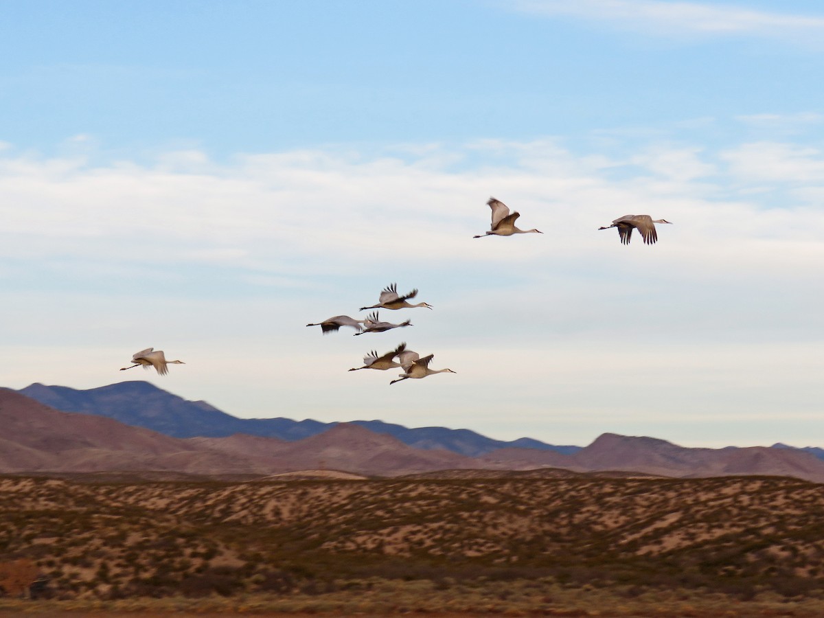 Sandhill Crane - Brian Henderson