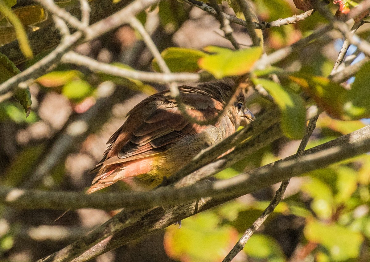 Summer Tanager - ML172527591