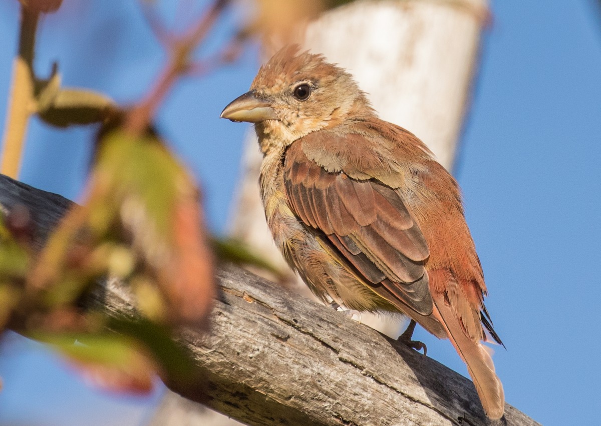 Summer Tanager - ML172527781