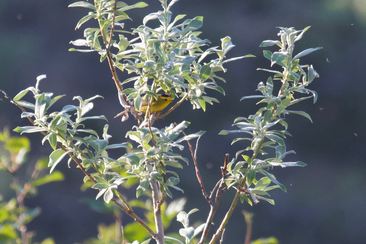 Wilson's Warbler - ML172528051