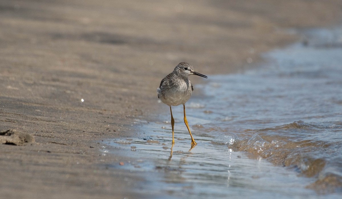 Lesser Yellowlegs - ML172528371