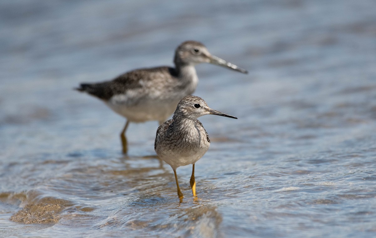 Lesser Yellowlegs - ML172528381