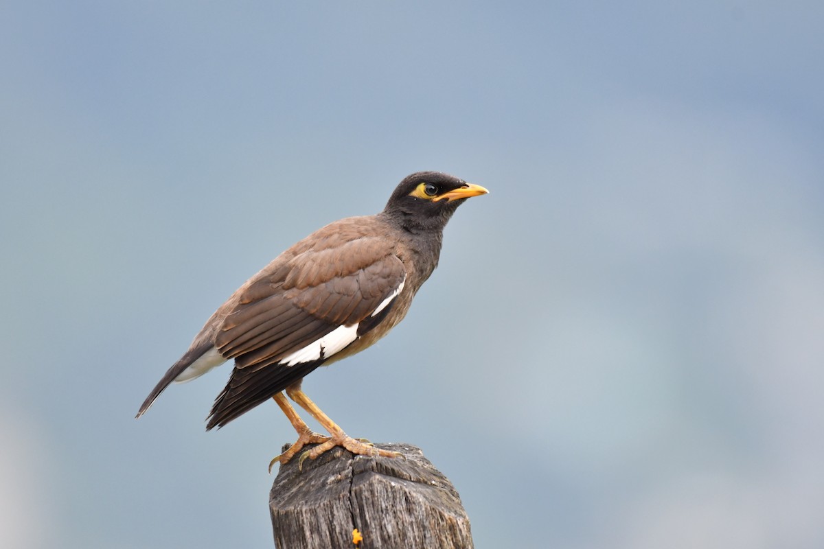 Common Myna - ML172528581