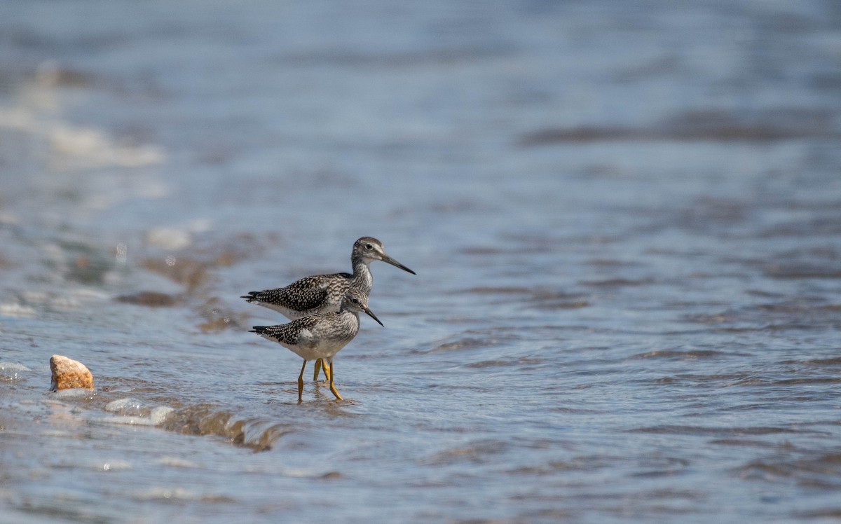 Lesser Yellowlegs - ML172528791