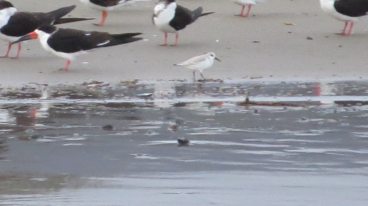 Гурвалж элсэг - ML172528811