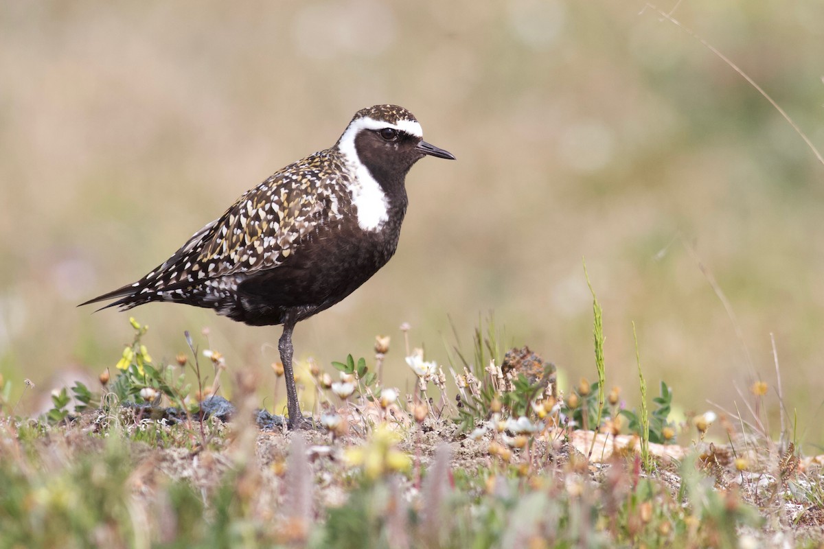 American Golden-Plover - ML172528831