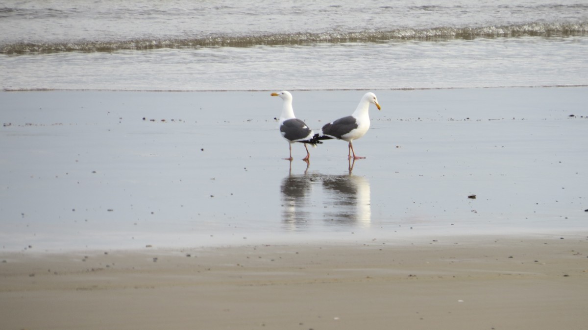 Western Gull - Andrée  Bernard