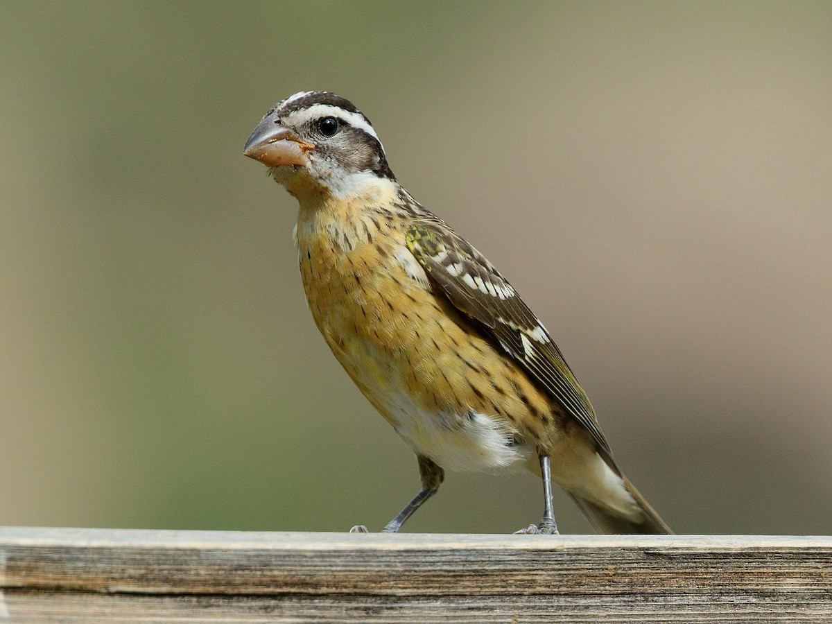 Black-headed Grosbeak - Bob Walker