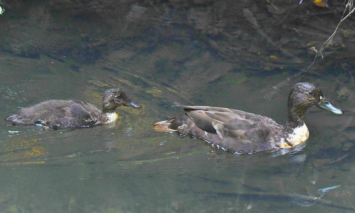 Mallard (Domestic type) - Jim Macaluso