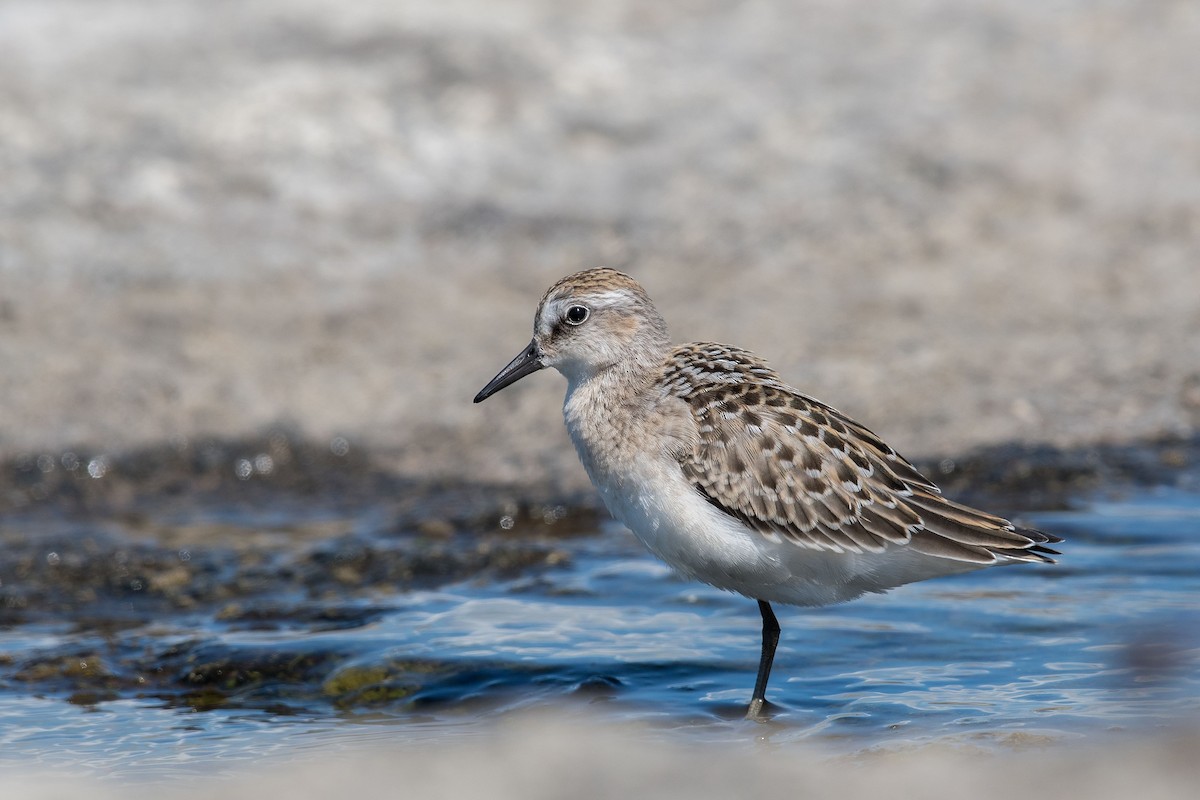 Semipalmated Sandpiper - ML172531271