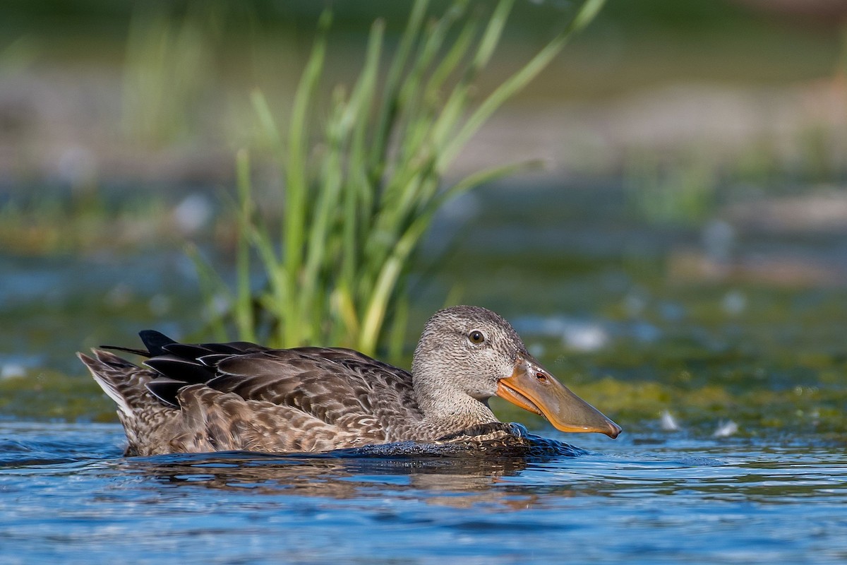 Canard souchet - ML172532121