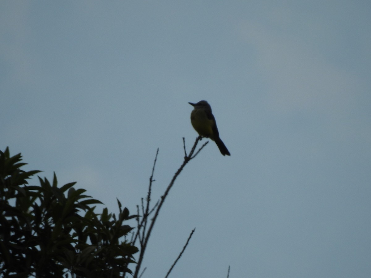 Tropical Kingbird - Paloma Lazo