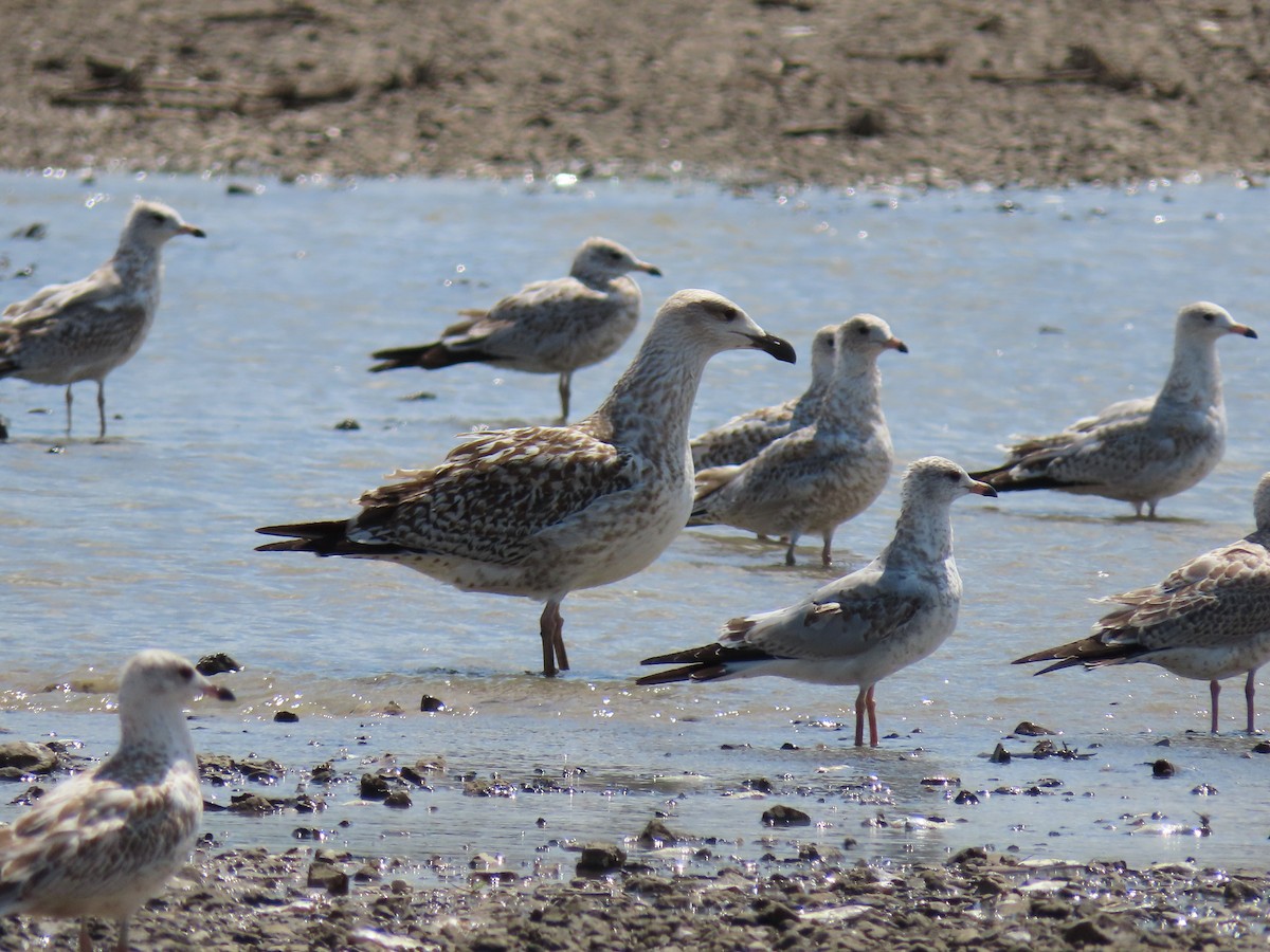 Great Black-backed Gull - Diane Bricmont