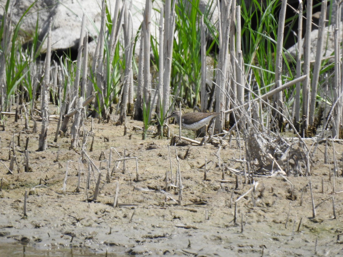 Spotted Sandpiper - ML172537711