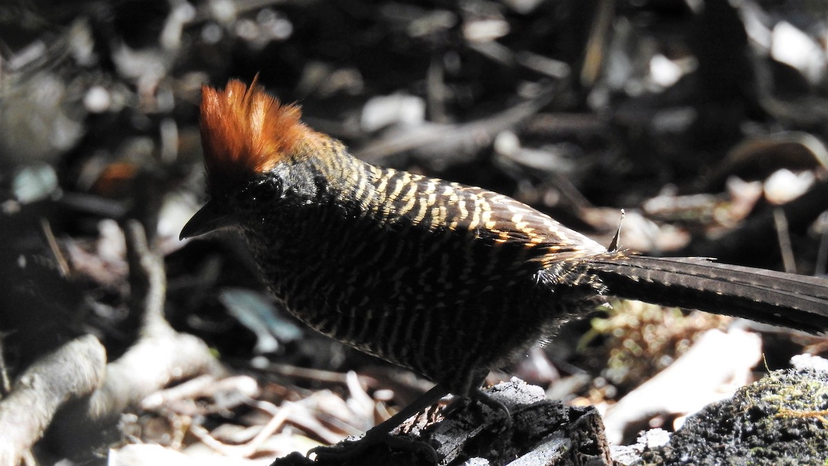 Tufted Antshrike - ML172538471