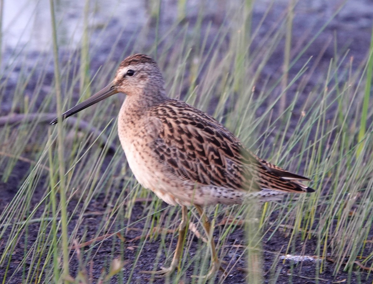 Short-billed Dowitcher - Clem Nilan