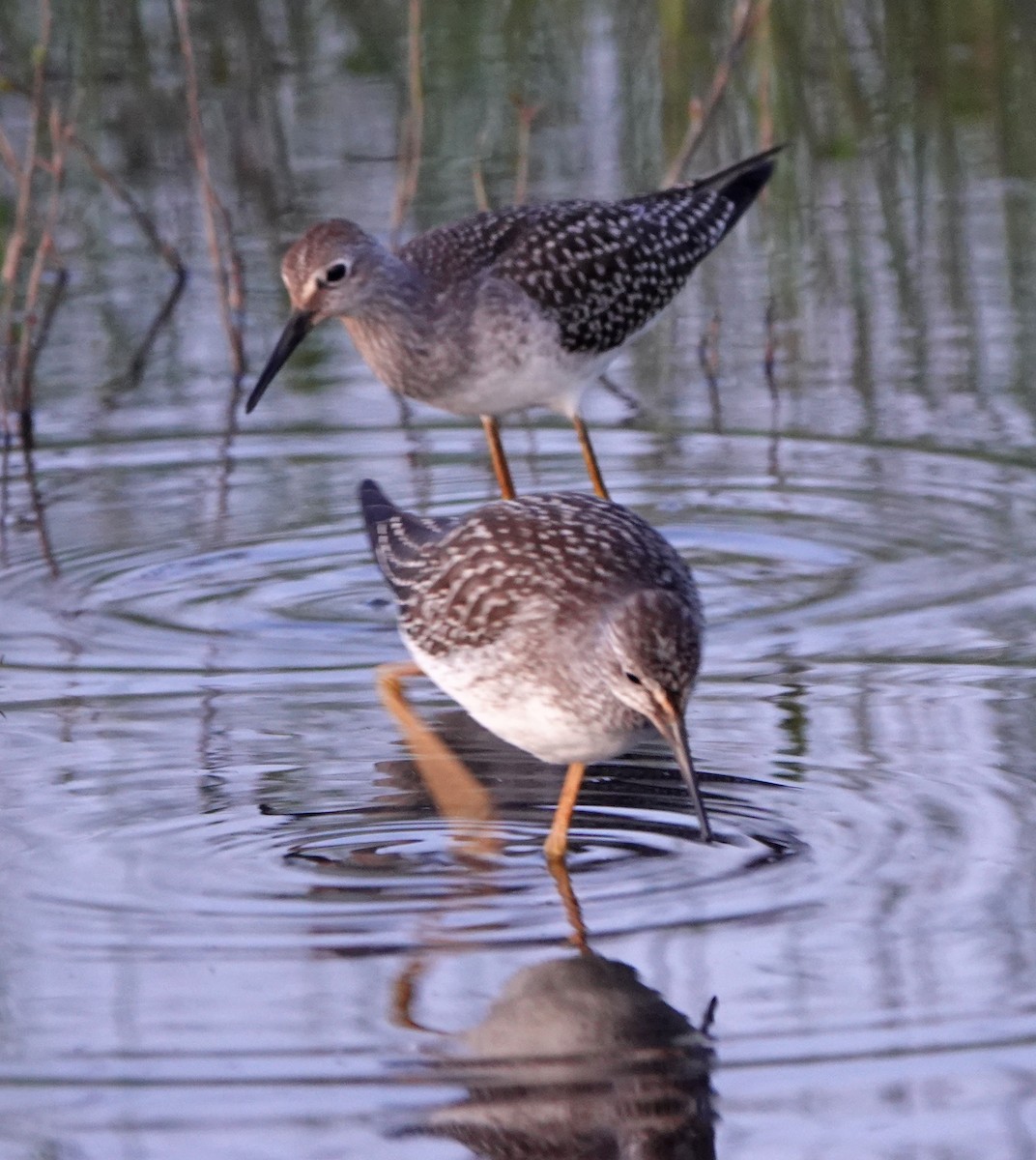 Lesser Yellowlegs - Clem Nilan