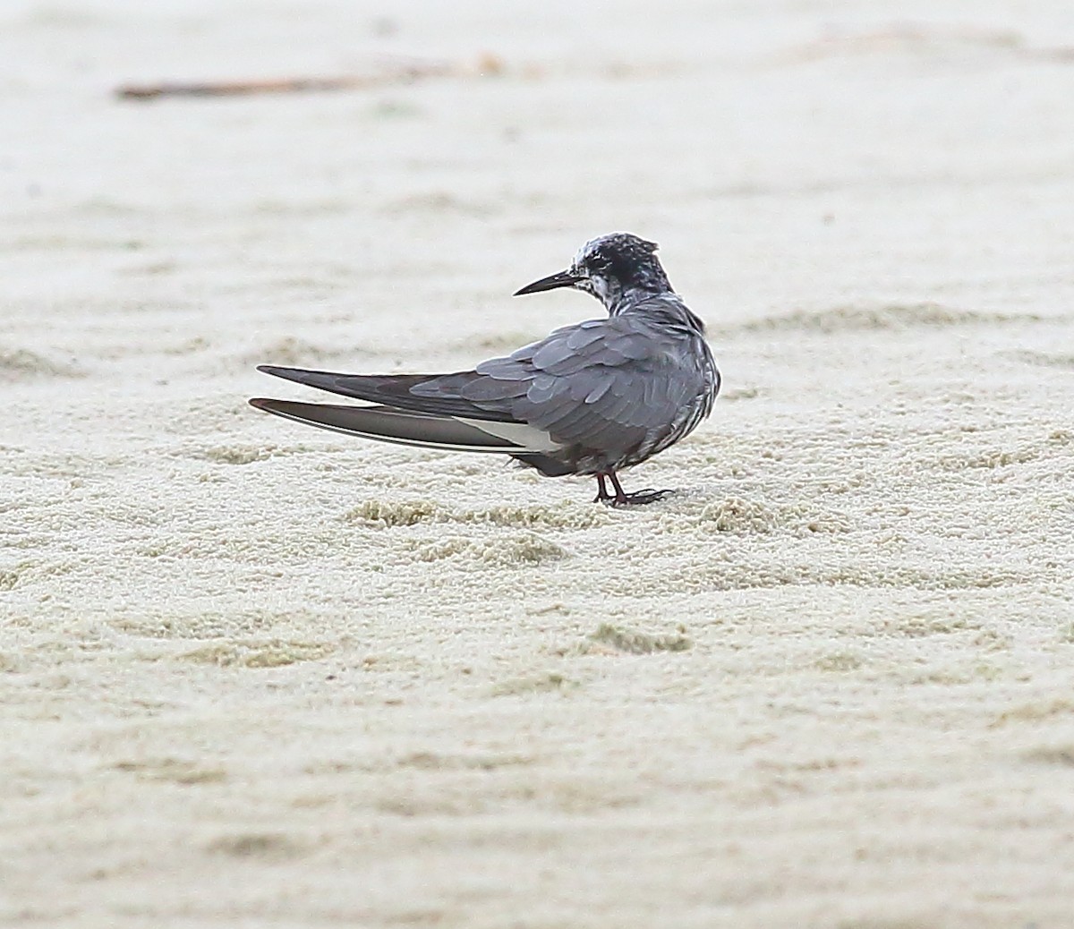 Black Tern - Bala Chennupati