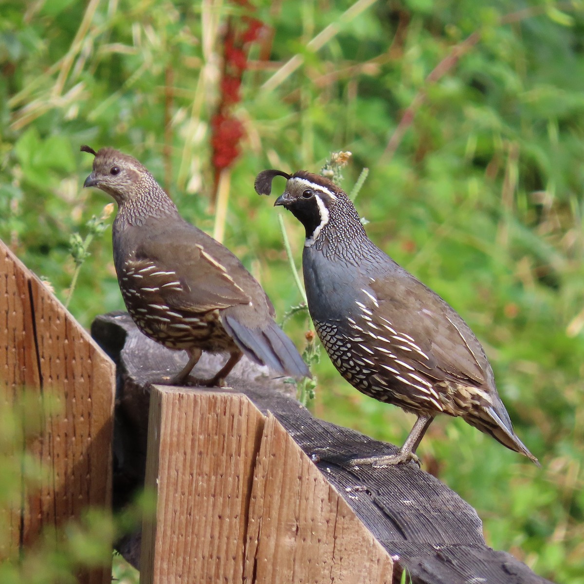 California Quail - ML172545981