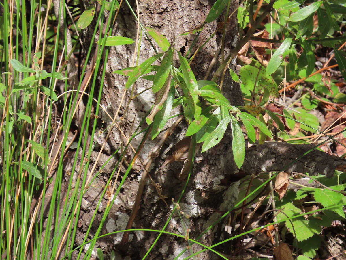 House Wren - ML172546241