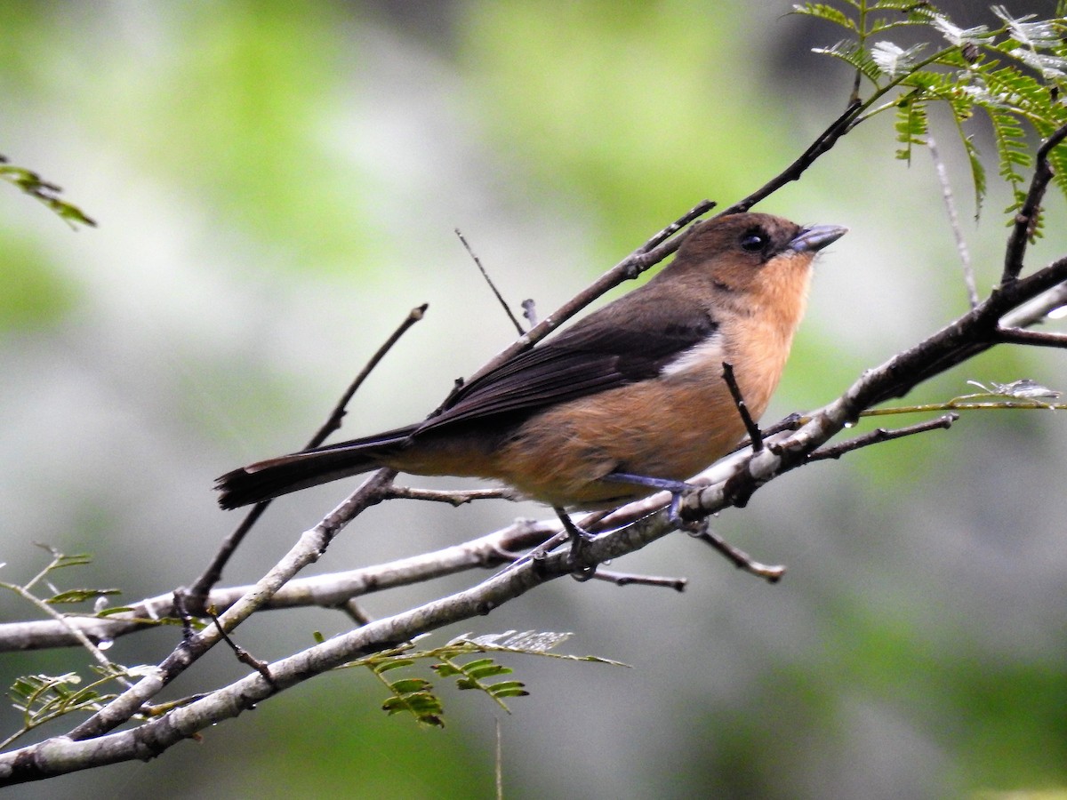 Black-goggled Tanager - ML172547821