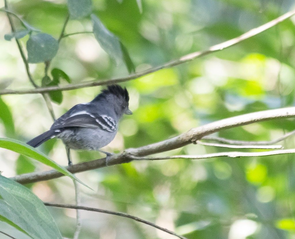 Variable Antshrike - ML172547901