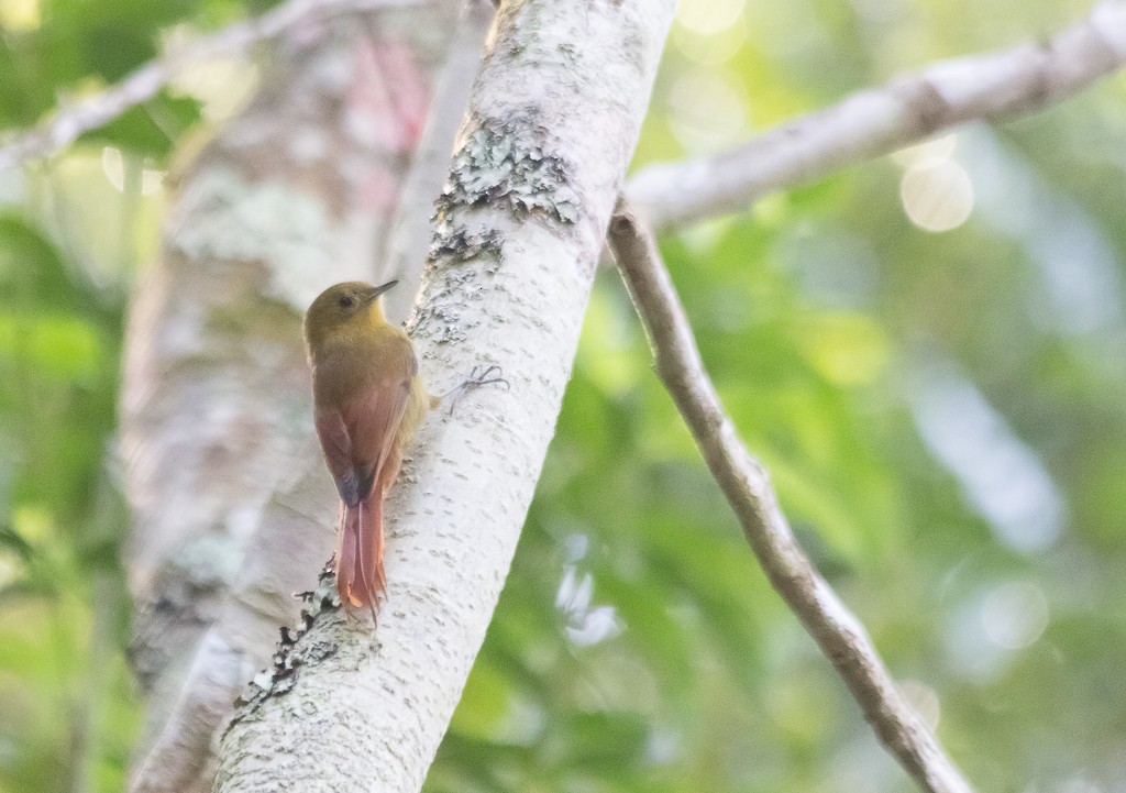 Olivaceous Woodcreeper - Enio Moraes