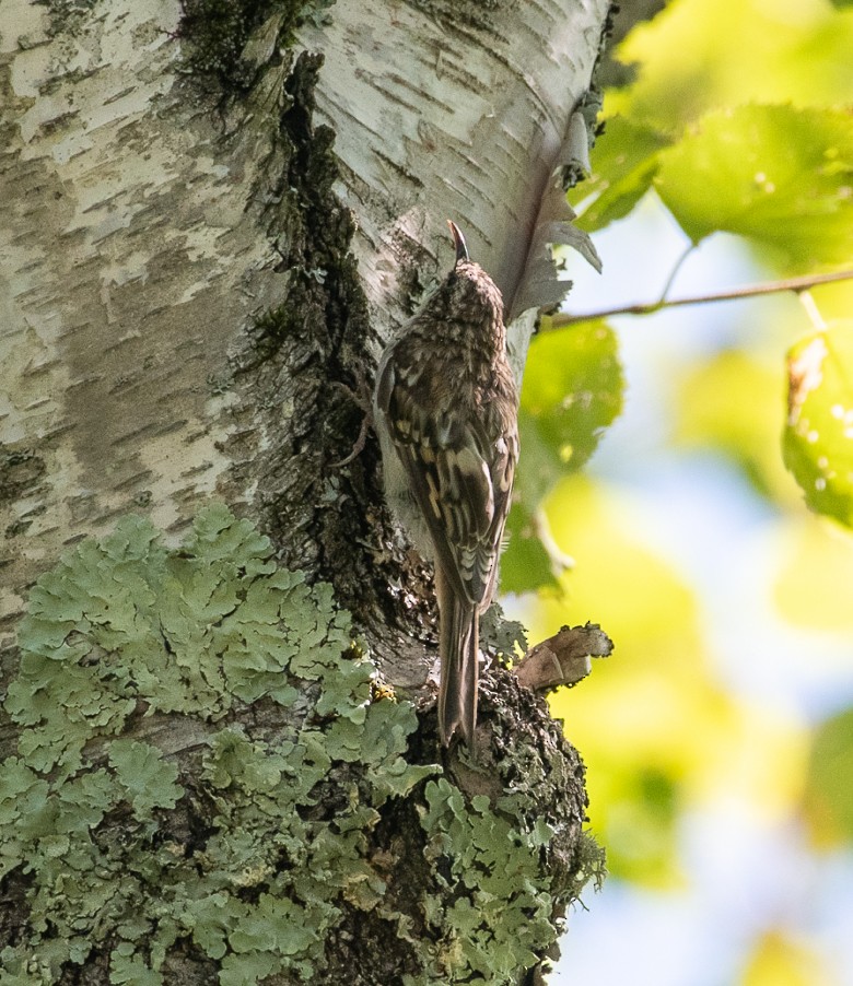 Brown Creeper - ML172549421