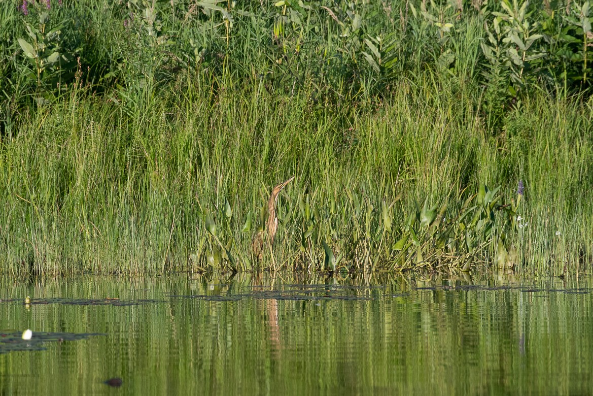 American Bittern - ML172550171