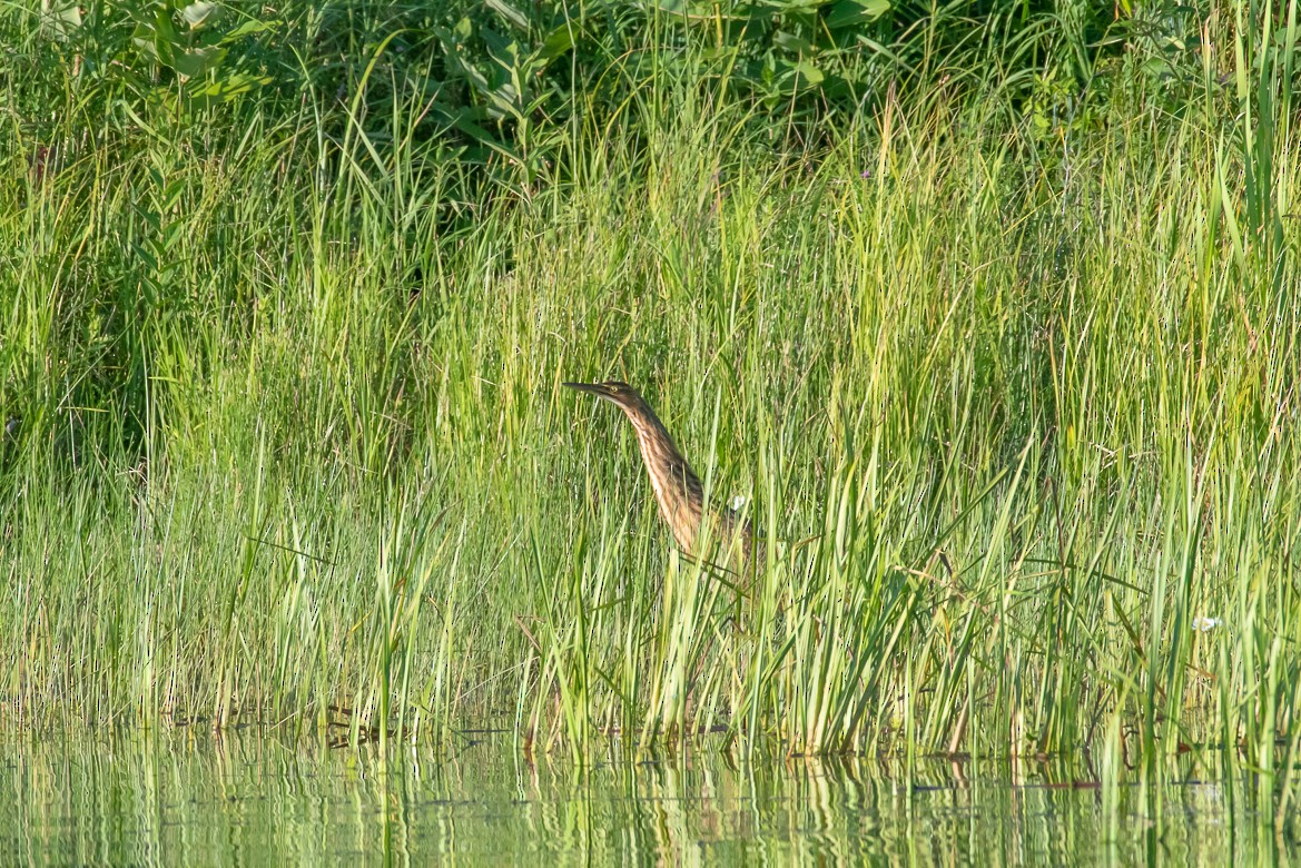 American Bittern - ML172550191