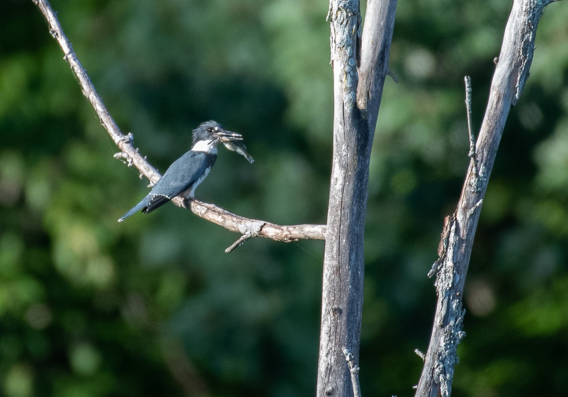 Belted Kingfisher - ML172550811