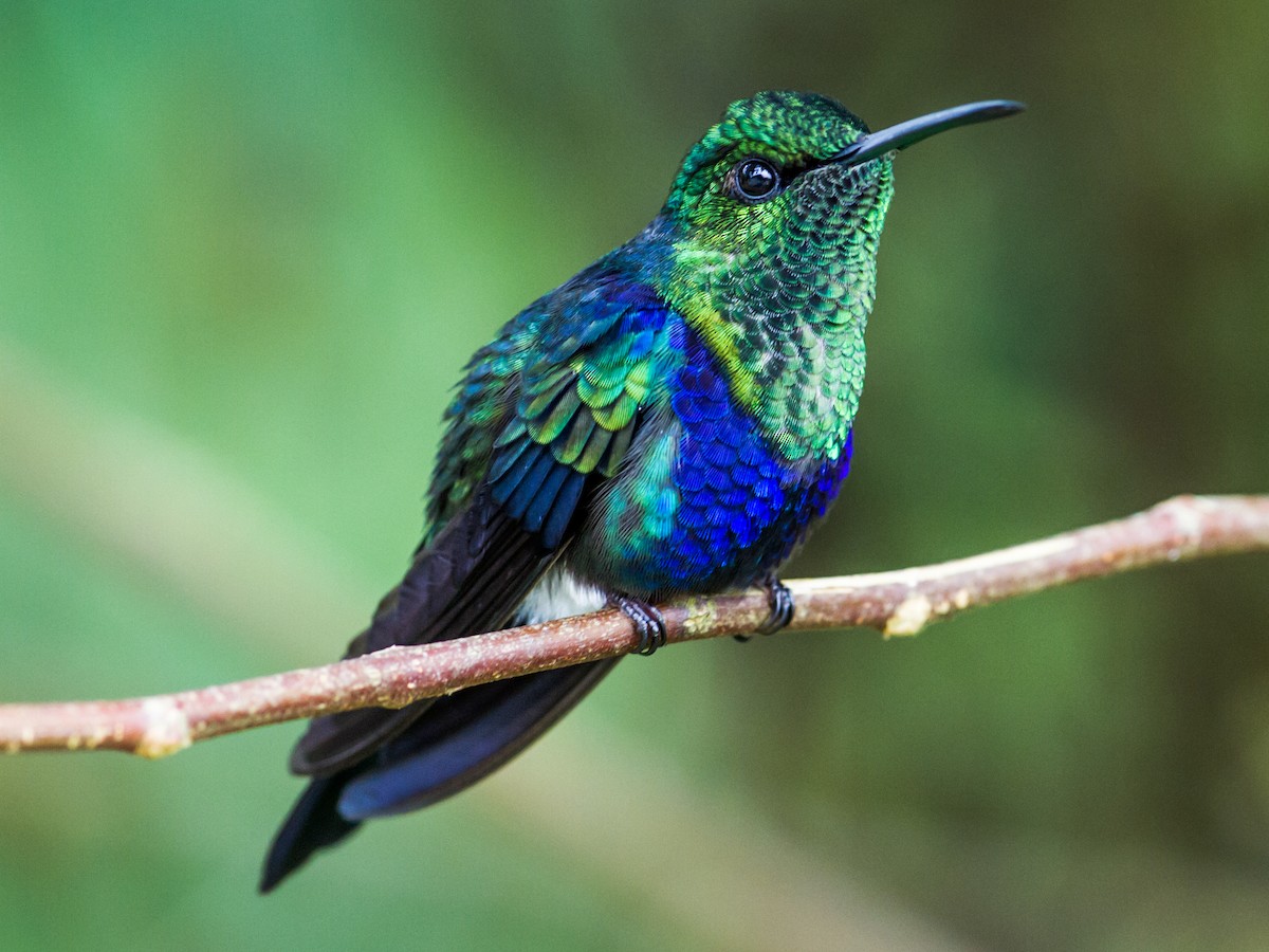 Ninfa Tijereta